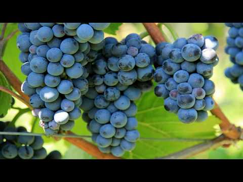 Wideo: Zbiór Winogron: Jak Zbierać Je Na Wino? Odbiór Maszynowy I Ręczny. Kiedy Należy Zbierać Rodzynki I Inne Odmiany?