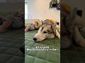 人間の父親よりも頼りになるハスキー#ハスキン#シベリアンハスキー#赤ちゃんと犬 #husky #shorts