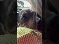 Today my dog is happy