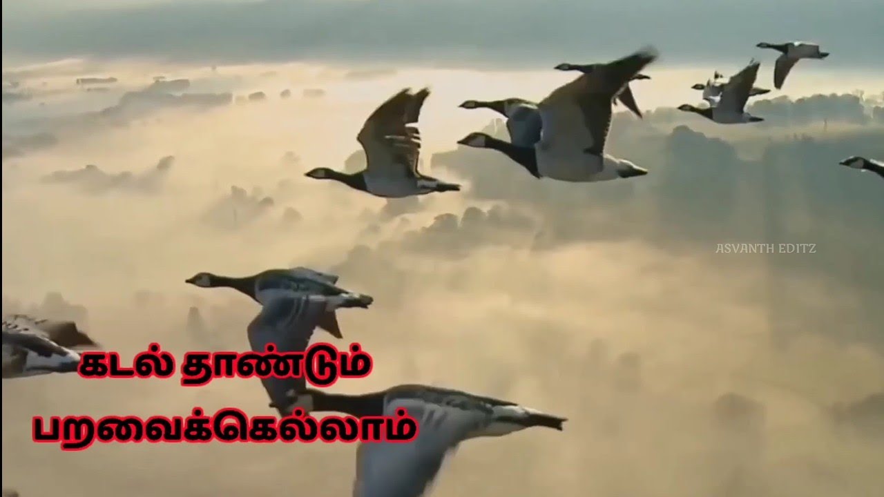 Kadal Thandum Paravikellam  Lyrics in Tamil 