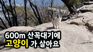 고양이 TNR을 위해 오른 해발 600미터