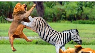 The best battles of the animal world, Harsh Life of Wild Animals, Lion, Buffalo, Leopard, Jackal,