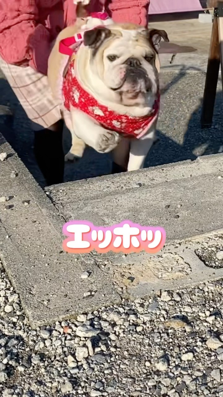 じぇしかページ ブルドッグじぇしかの部屋 - YouTube