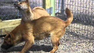 Six Singing Dogs in chorus