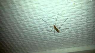 Mosquito humping on a ceiling screenshot 5