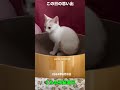 思い出😺はろり「うちの子記念日」音楽はチャラン・ポ・ランタン「VIVA!生きる」