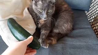 Is Tigress Afraid of a Cucumber?