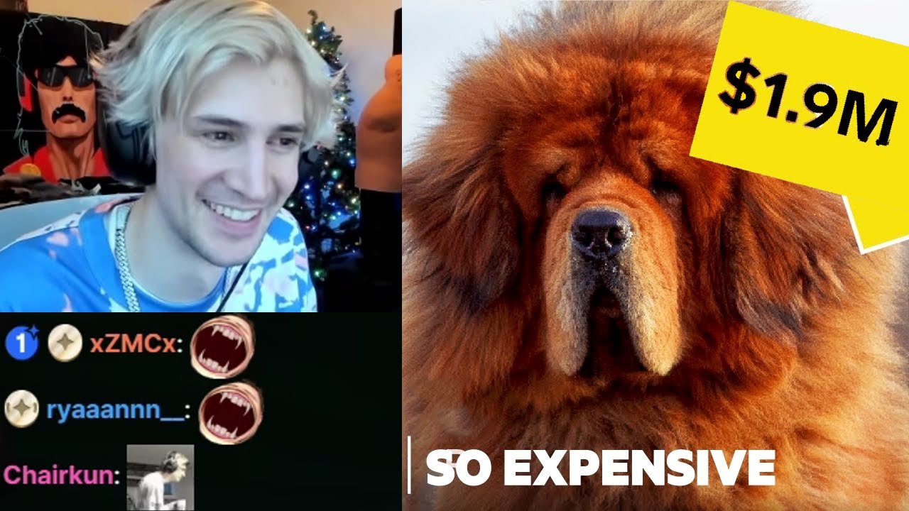 xQc reacts to Why Pedigree Dogs Are So Expensive So Expensive YouTube