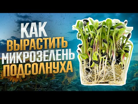 Как вырастить микрозелень подсолнуха?! Подсолнух без плесени! Бизнес на микрозелени! Технология!