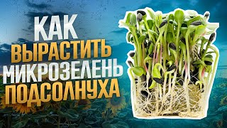 Как вырастить микрозелень подсолнуха?! Подсолнух без плесени! Бизнес на микрозелени! Технология!