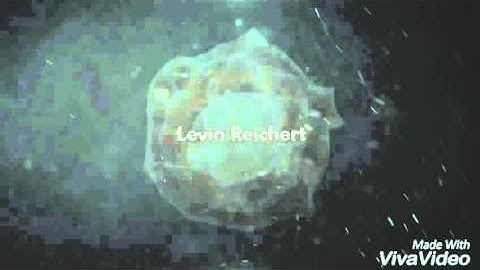 Intro Levin Reichert #6