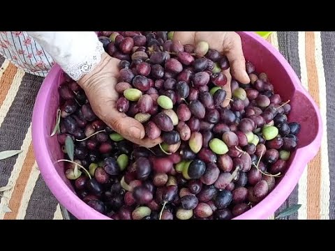 شاركت معاكم سقطت زيتون مع جميلة