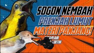 MASTERAN SOGON‼️ MATERI PRENJAK LUMUT NEMBAK PANJANG!!! #sogon #sogongacor #sogokontong