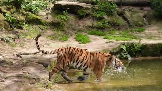 Tigerin droht Besuchern 4K by oschu1000 730 views 3 months ago 1 minute, 25 seconds