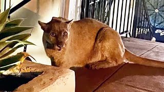 Famous P22 Mountain Lion Stalks Family Home