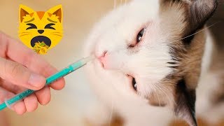 Cómo darle medicina a un gato (engañando a Trasto)