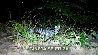 Gineta se eriza