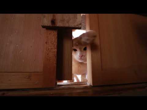 戸を開けたい猫たち　220629