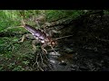 Pills of entomology: big stonefly