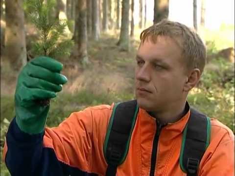 Video: Plantering Av Flox På Våren I öppen Mark: Villkor Och Instruktioner