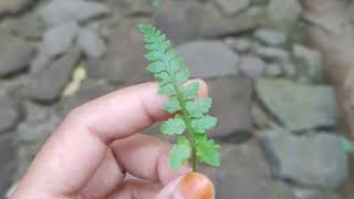 Surat Al Fatihah ~ Mishary Rashid Al Afasy