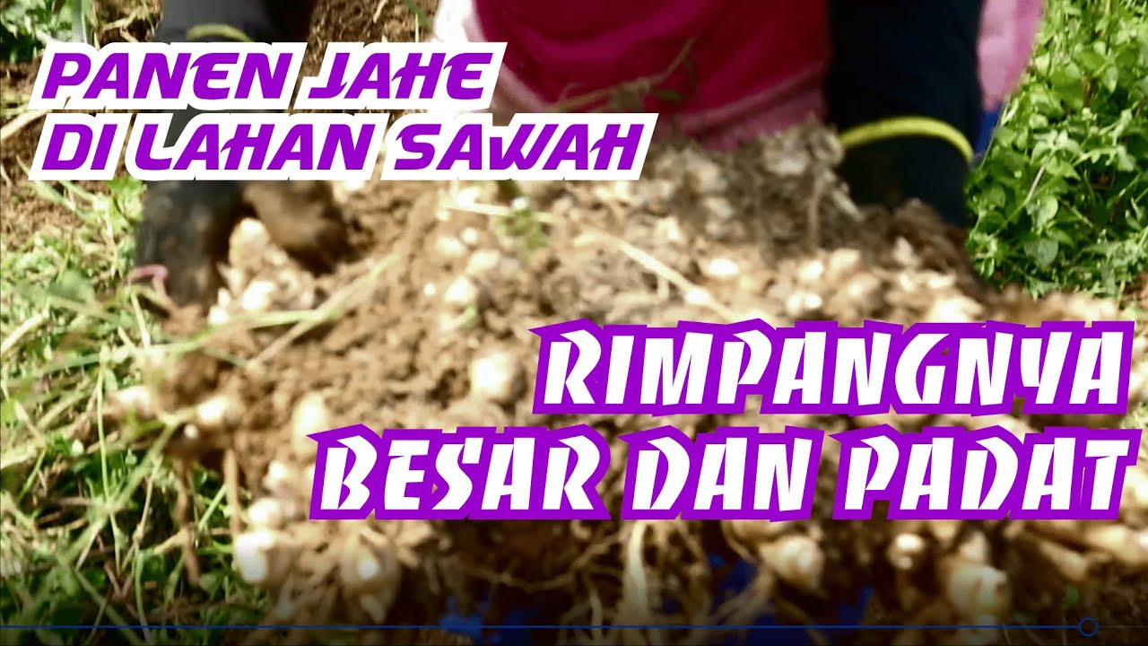 Panen Jahe di Lahan Sawah Rimpangnya Besar dan Padat