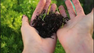 Keperluan Asas Tumbesaran Tumbuhan | SAINS TAHUN 2