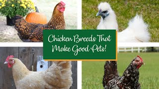 Chicken Breeds That Make Great Pets