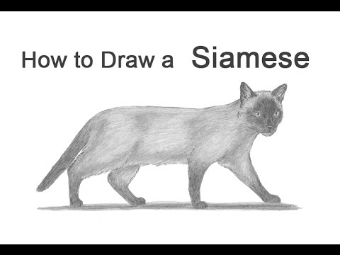 How to Draw a Cat (Siamese) - YouTube