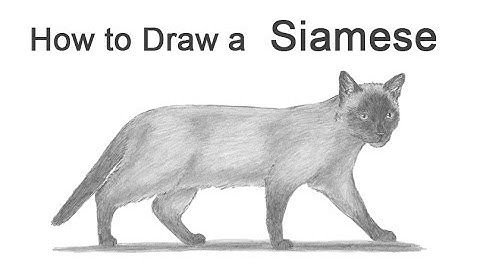 How to Draw a Cat (Siamese)