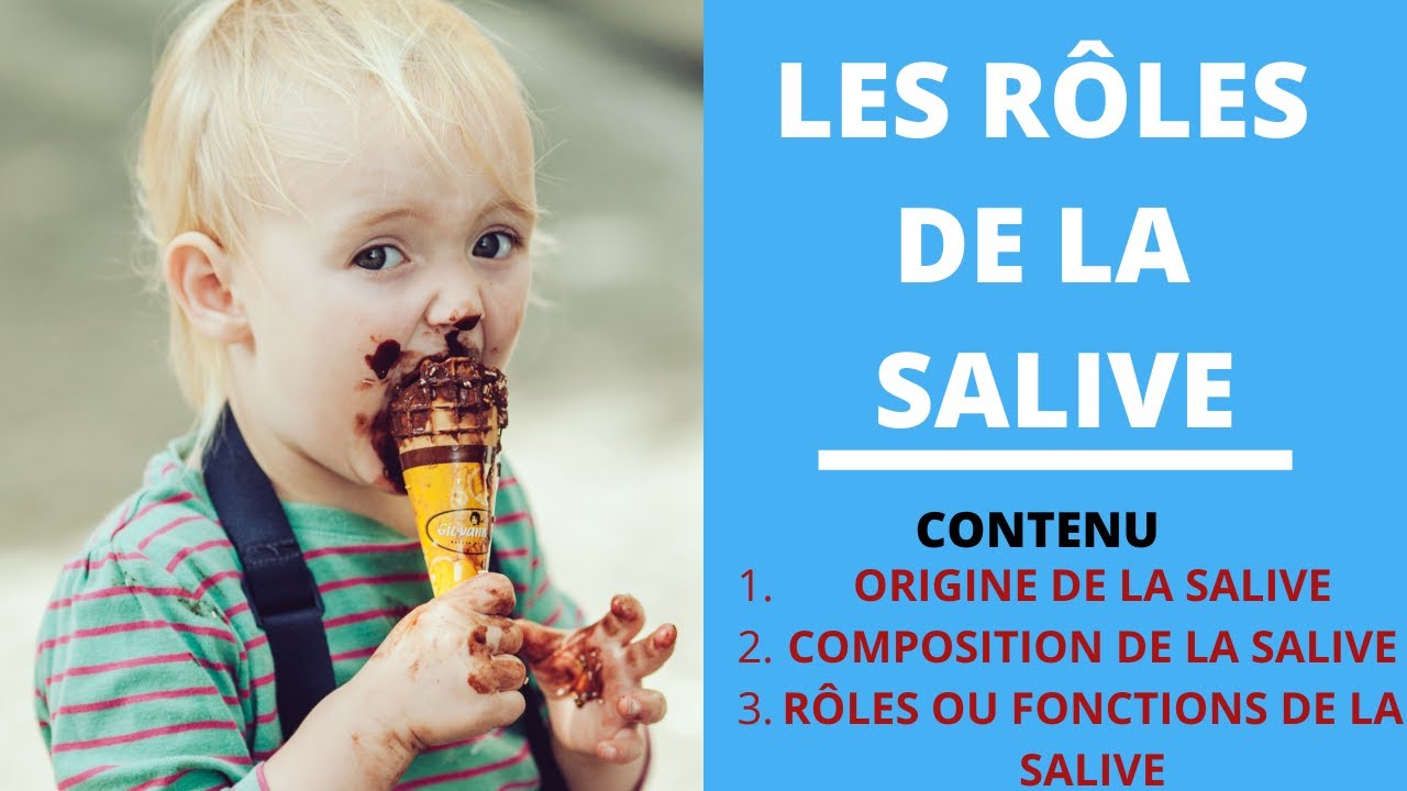 Rôle de la salive et des glandes salivaires - YouTube