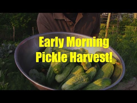 Video: Reasons For Failures When Pickling Cucumbers