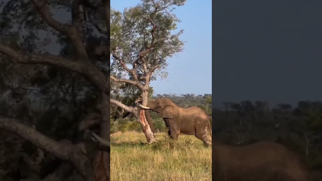 elephant pushing down tree🙄 