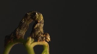 Cutest Inchworm Ever!!!! Wonderful Life of Inchworms