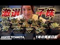 the Introducing Agave] 親株 【ヤバいやつ】アガベエレファントEVIS Top My in Well Growing Plants Agave Best 15 アガベ