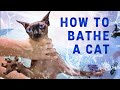 HOW TO BATHE A CAT | RECOMMENDATIONS