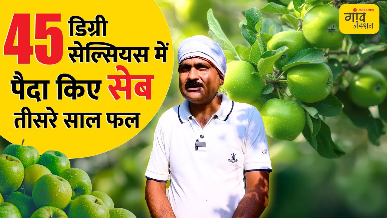 1 पौधे में 25 किलो सेब, 1000 पौधों के बाग में सहफसली खेती | Gaon Junction LIVE