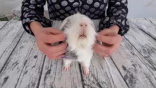 Pet Your Guinea Pig the RIGHT way!!