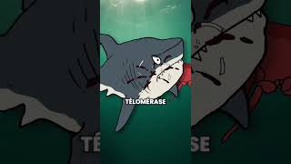 Le homard est immortel ?? #animaux #ocean #nature #homard