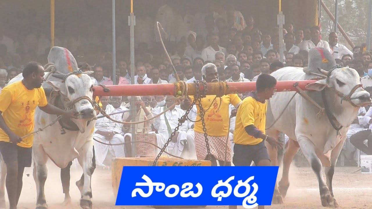 Narasaraopeta seniors 3🏆. బీరం బుల్స్ బీరం సుబ్రహ్మణ్యేశ్వర రెడ్డి గారి. సాంబ. ధర్మ గిత్తలు 3158.09