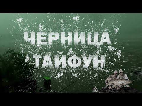 Видео: Черница