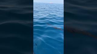 Поймали Рыбу- Парусник на Фуджейре #фуджейра #фуджейрарыбалка #рыбапарусник