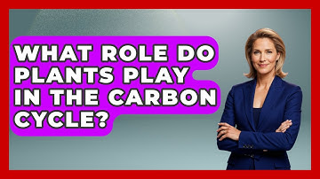What Role Do Plants Play in the Carbon Cycle? | Explaining Ecology News
