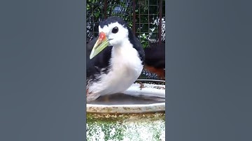 Senangnya Burung Ruak Ruak langsung Mandi Pagi #burung #ruakruak @PutoeSoemi