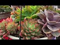 Lowes Succulent Shop With Me 03/18/2020