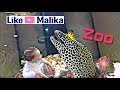 Вечерний зоопарк. Смешные рыбы на Лайк Малика | Evening Zoo. Funny Fishes on Like Malika