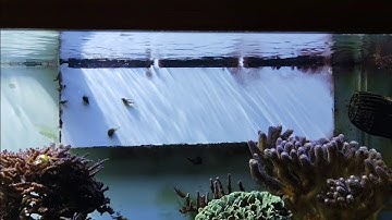 Exotic Marine Overflow Review on 90 Gallon Reef Tank