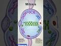 mitosis 😀#shorts #youtubeshorts #shortsfeed #biotechnology #sciencefacts #neet#science  #biology