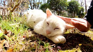 満開の桜の木の下で気持ち良さそうにお昼寝する白猫ちゃん