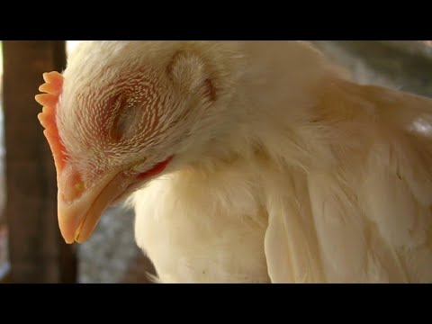 Video: Kako odrezati ptičji kljun: 9 koraka (sa slikama)